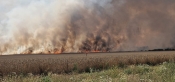 Ogromny pożar koło Strzelec Krajeńskich. Spaliło się 150 hektarów zboża