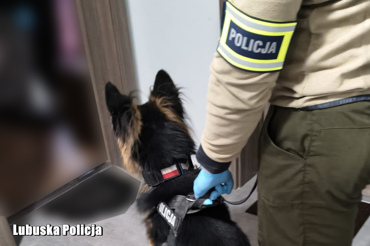 Tobi wkroczył do akcji. Pies wytropił marihuanę, amfetaminę i LSD