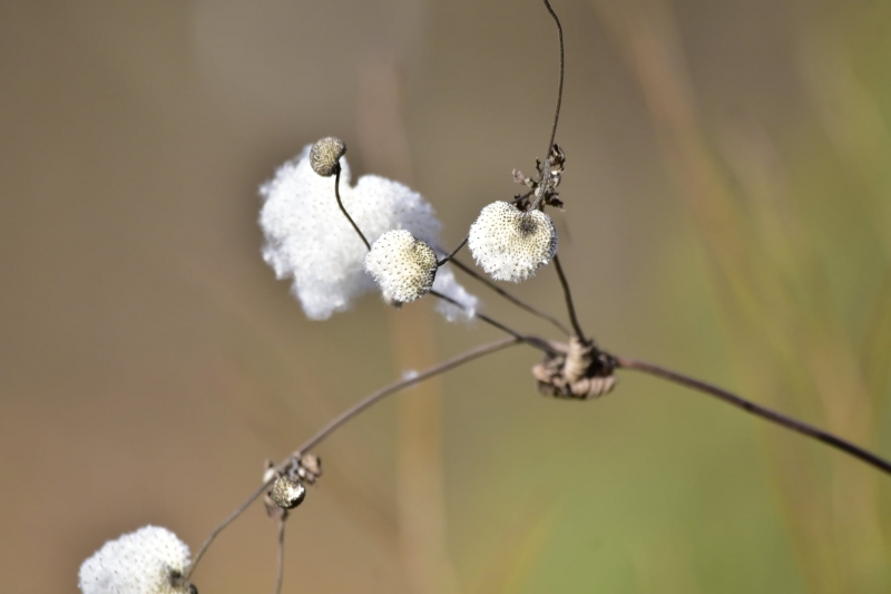 3/12 Wiosna na Bobrowym Szlaku w Puszczy Rzepińskiej