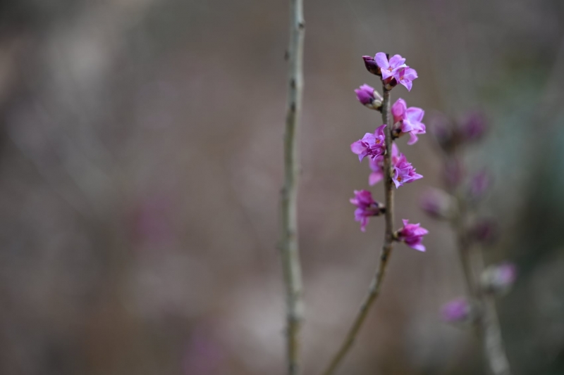 4/12 Wiosna na Bobrowym Szlaku w Puszczy Rzepińskiej
