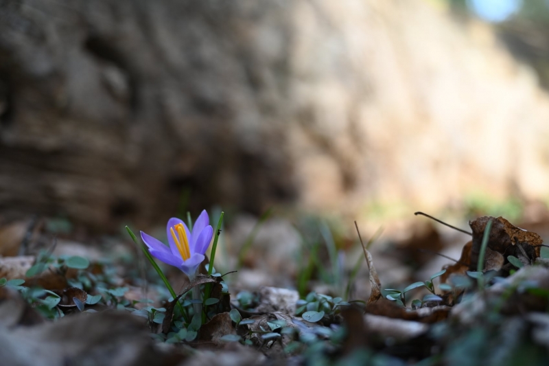 5/12 Wiosna na Bobrowym Szlaku w Puszczy Rzepińskiej