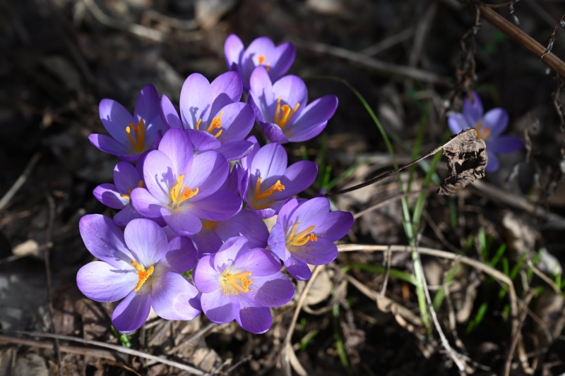 6/12 Wiosna na Bobrowym Szlaku w Puszczy Rzepińskiej
