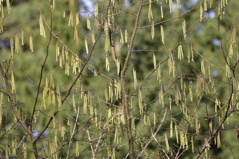 7/12 Wiosna na Bobrowym Szlaku w Puszczy Rzepińskiej