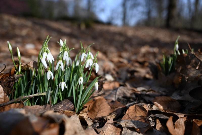 8/12 Wiosna na Bobrowym Szlaku w Puszczy Rzepińskiej