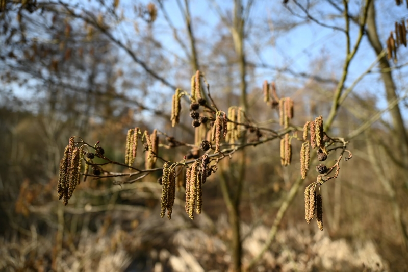 9/12 Wiosna na Bobrowym Szlaku w Puszczy Rzepińskiej