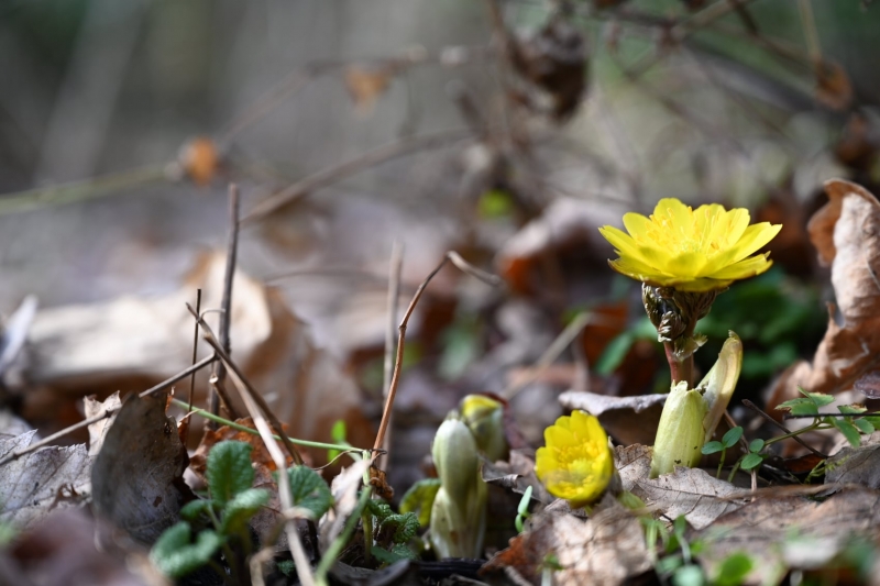 10/12 Wiosna na Bobrowym Szlaku w Puszczy Rzepińskiej