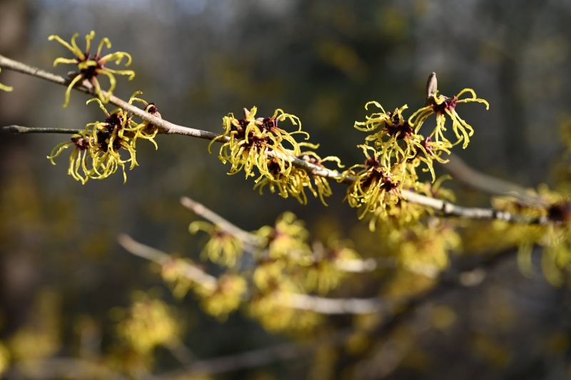 11/12 Wiosna na Bobrowym Szlaku w Puszczy Rzepińskiej