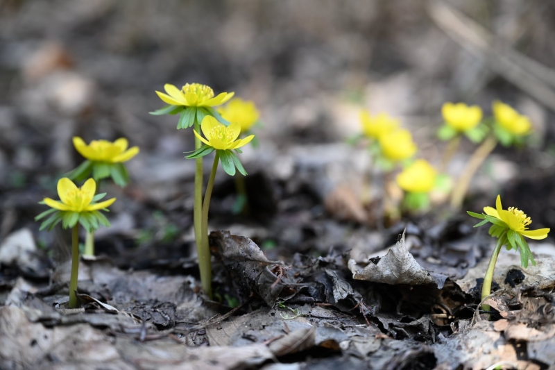 12/12 Wiosna na Bobrowym Szlaku w Puszczy Rzepińskiej
