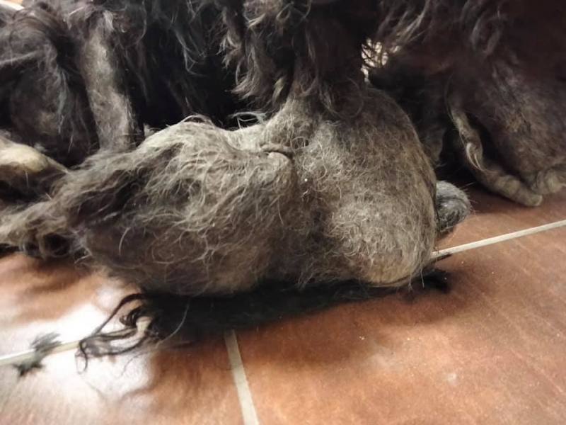 4/6 Żyła pośród butelek i puszek. Dźwigała ciężar ludzkiego okrucieństwa