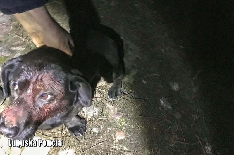 5/5 Pies zakopany żywcem uratowany