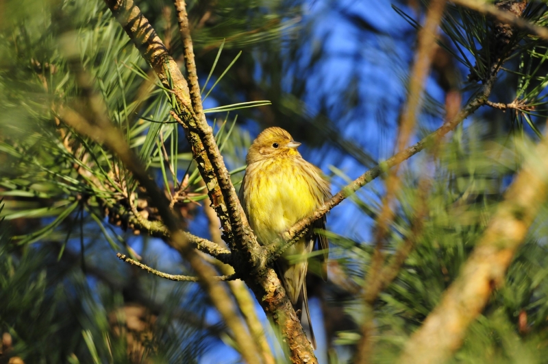 3/9 Ptaki w lasach Nadleśnictwa Rzepin