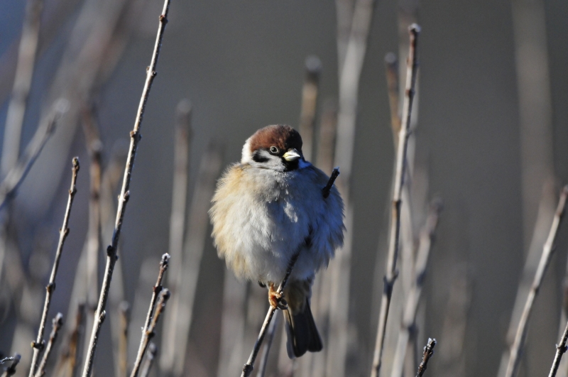 5/9 Ptaki w lasach Nadleśnictwa Rzepin