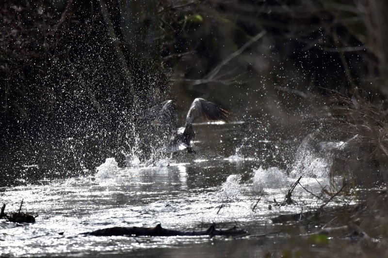 6/9 Ptaki w lasach Nadleśnictwa Rzepin