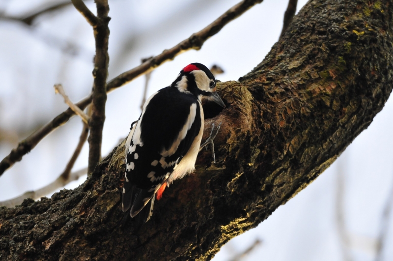 7/9 Ptaki w lasach Nadleśnictwa Rzepin