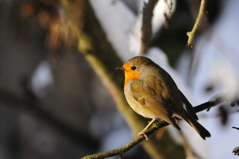 8/9 Ptaki w lasach Nadleśnictwa Rzepin