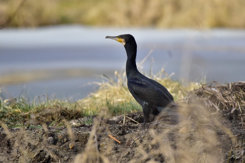 9/9 Ptaki w lasach Nadleśnictwa Rzepin