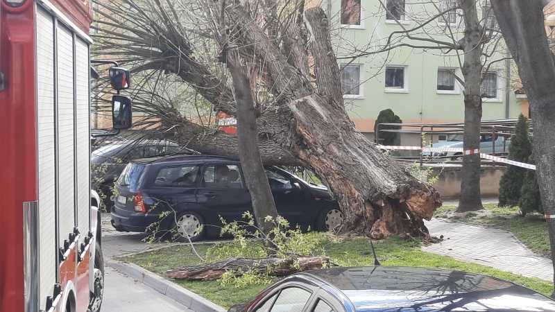 1/4 Spróchniałe drzewo zniszczyło pojazdy na parkingu w Międzyrzeczu