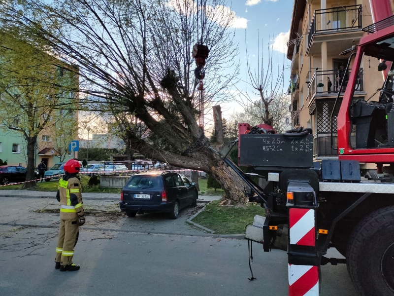 2/4 Spróchniałe drzewo zniszczyło pojazdy na parkingu w Międzyrzeczu