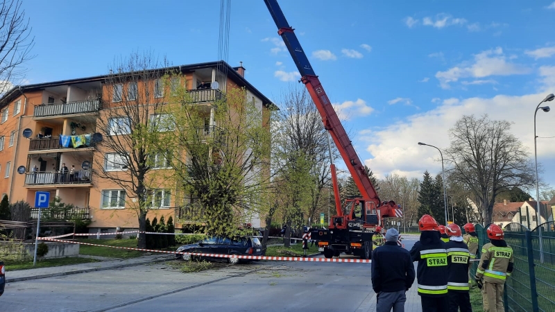 4/4 Spróchniałe drzewo zniszczyło pojazdy na parkingu w Międzyrzeczu