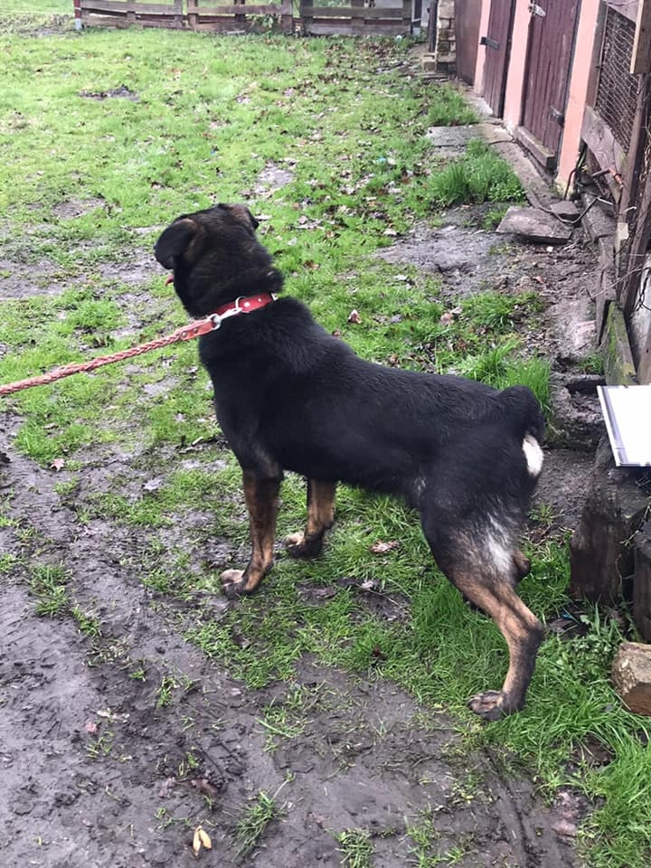 4/8 Zaniedbany pies trafił do schroniska. Mieszkał ze szczurami