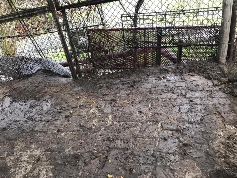 5/8 Zaniedbany pies trafił do schroniska. Mieszkał ze szczurami