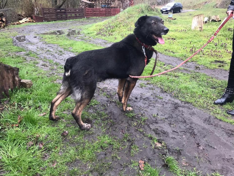 7/8 Zaniedbany pies trafił do schroniska. Mieszkał ze szczurami
