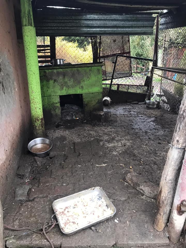 8/8 Zaniedbany pies trafił do schroniska. Mieszkał ze szczurami