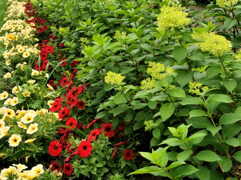 3/18 Nowa Sól dosłownie tonie w kwiatach