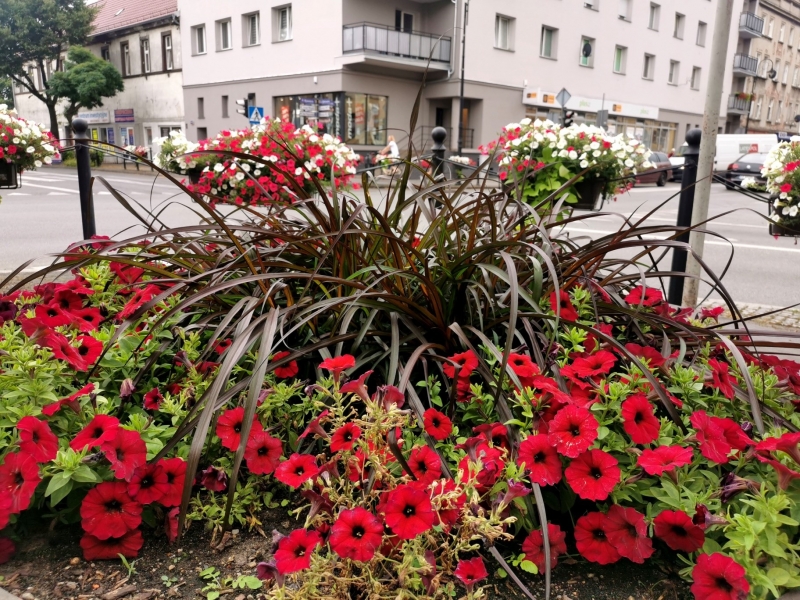 7/18 Nowa Sól dosłownie tonie w kwiatach