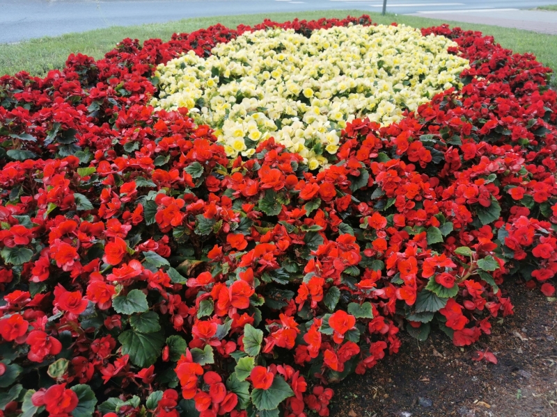 8/18 Nowa Sól dosłownie tonie w kwiatach