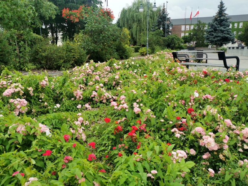 9/18 Nowa Sól dosłownie tonie w kwiatach