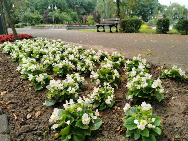 11/18 Nowa Sól dosłownie tonie w kwiatach