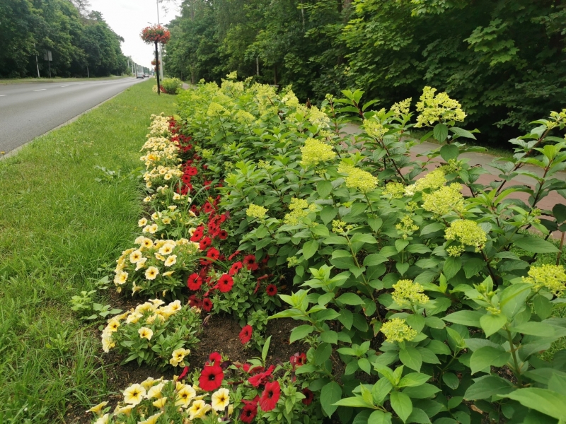 12/18 Nowa Sól dosłownie tonie w kwiatach