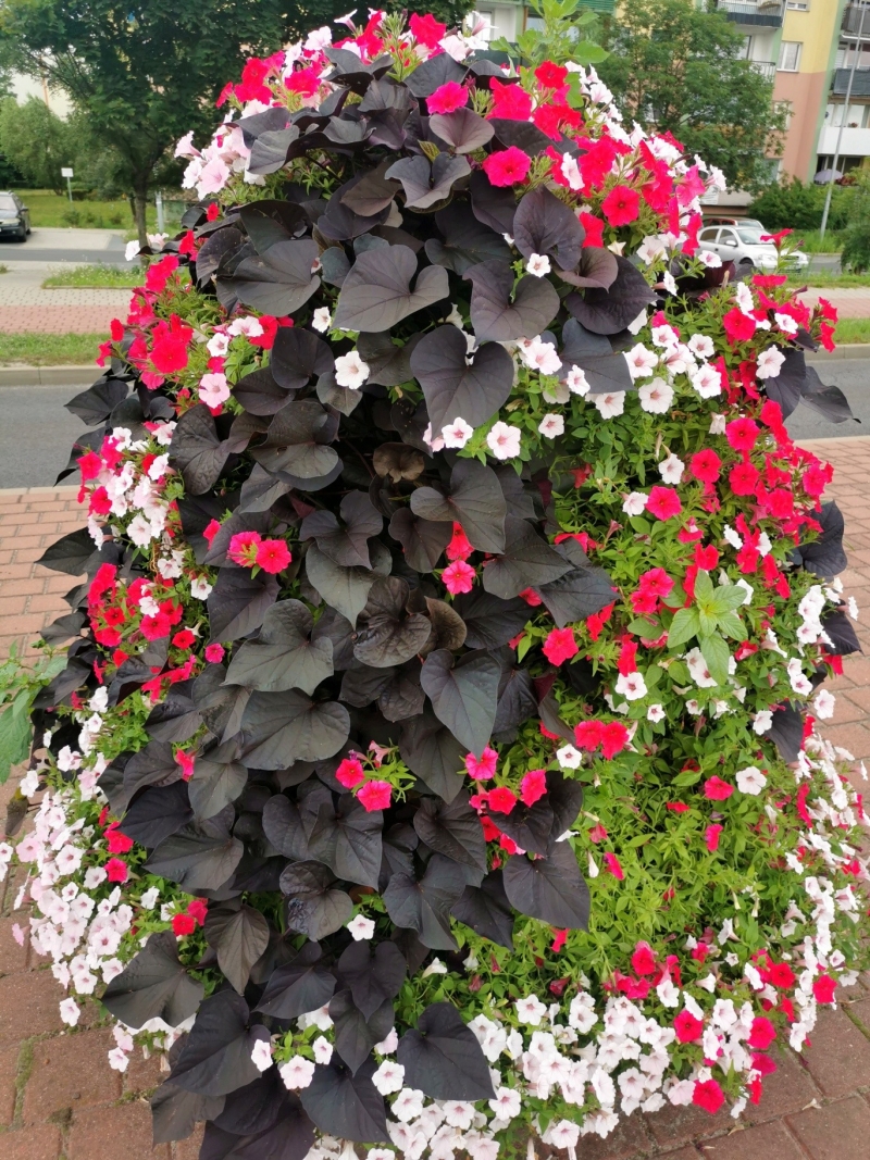 14/18 Nowa Sól dosłownie tonie w kwiatach