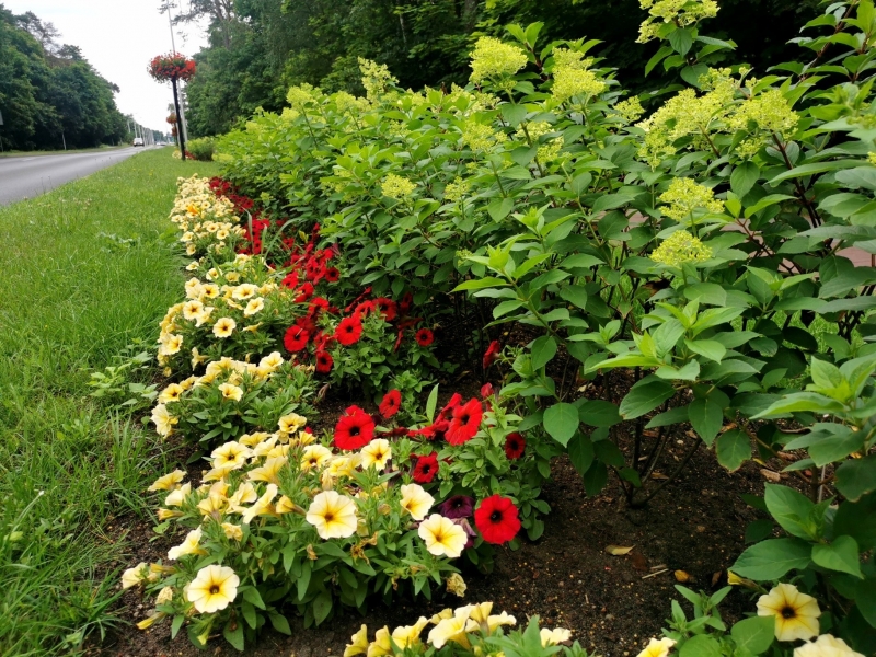 16/18 Nowa Sól dosłownie tonie w kwiatach