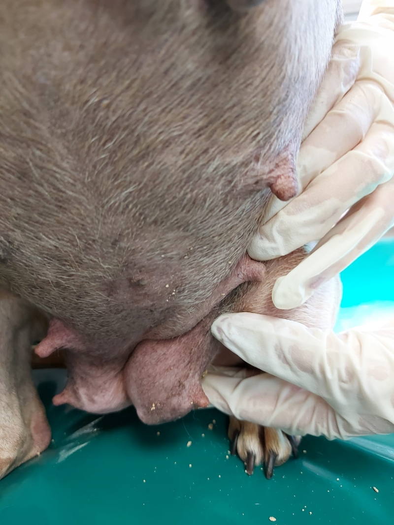 3/14 Skandaliczne warunki, w których żyły psy w hodowli