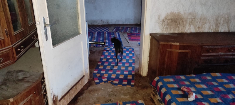 4/14 Skandaliczne warunki, w których żyły psy w hodowli