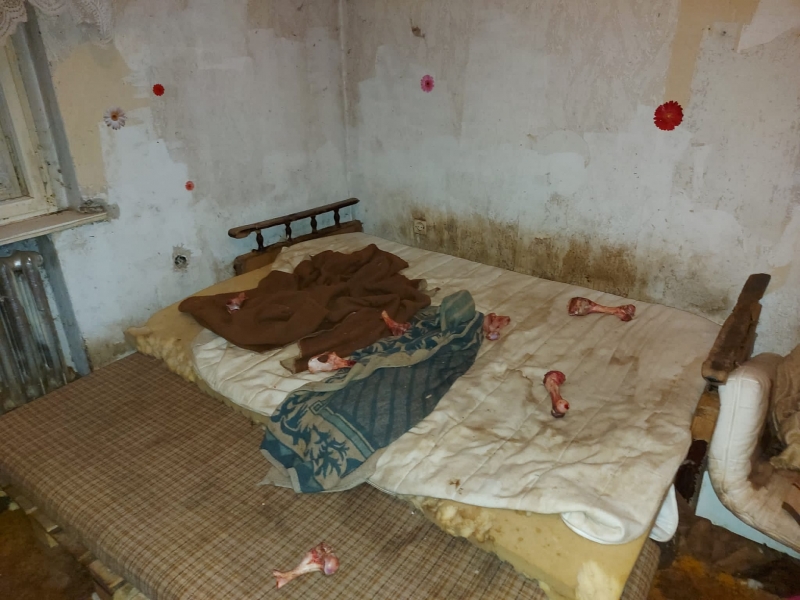 6/14 Skandaliczne warunki, w których żyły psy w hodowli