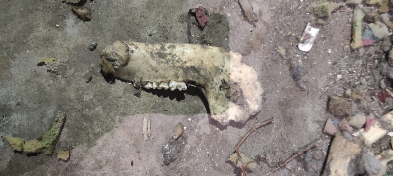 7/14 Skandaliczne warunki, w których żyły psy w hodowli