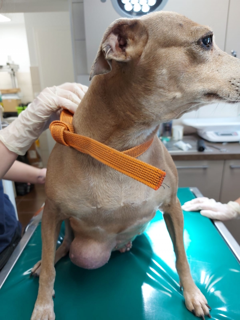 8/14 Skandaliczne warunki, w których żyły psy w hodowli