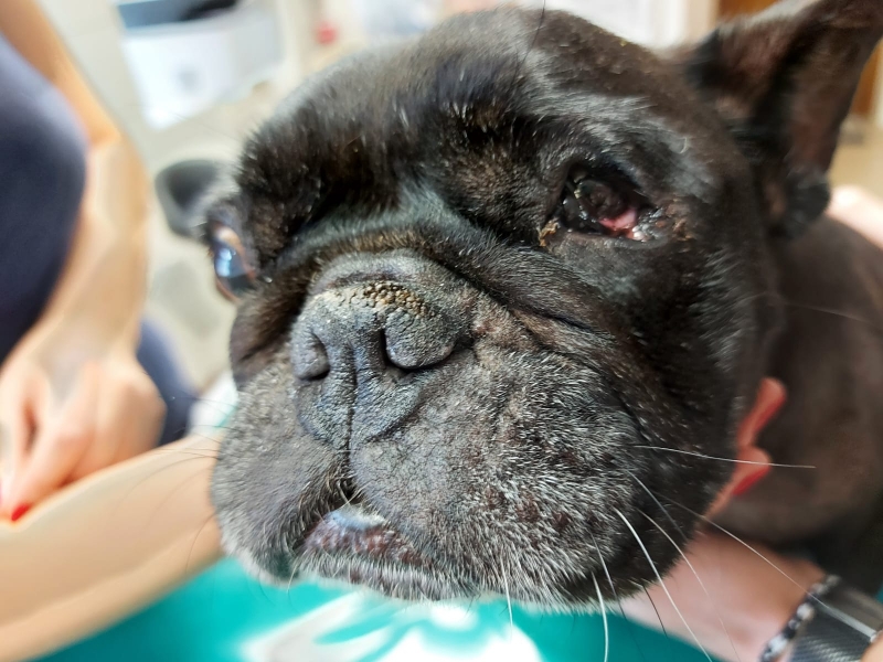 10/14 Skandaliczne warunki, w których żyły psy w hodowli