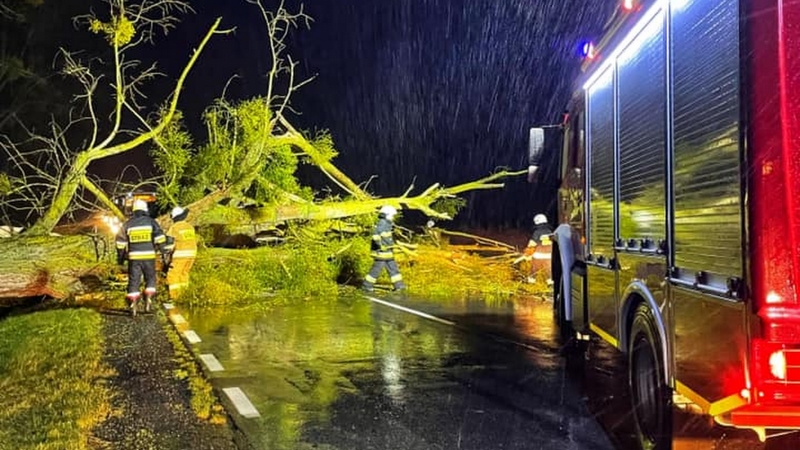 8/10 Kierowca busa uderzył w powalone drzewo na DK24