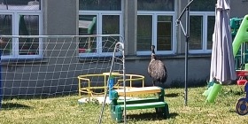 Emu na terenie szkoły w Gądkowie Wielkim. Interweniowali strażacy