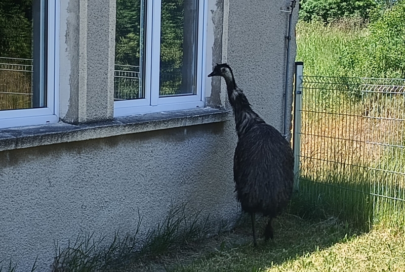 4/6 Emu na terenie szkoły w Gądkowie Wielkim. Interweniowali strażacy