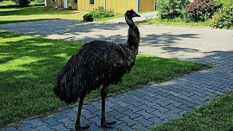 5/6 Emu na terenie szkoły w Gądkowie Wielkim. Interweniowali strażacy