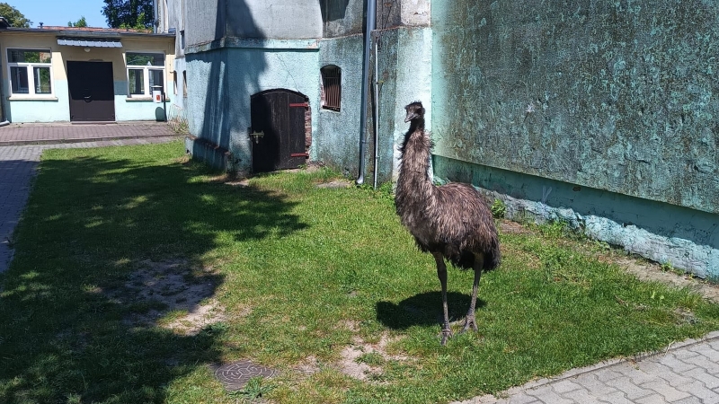 6/6 Emu na terenie szkoły w Gądkowie Wielkim. Interweniowali strażacy