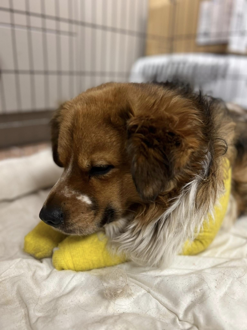 4/5 Skatowany pies we wsi koło Zielonej Góry