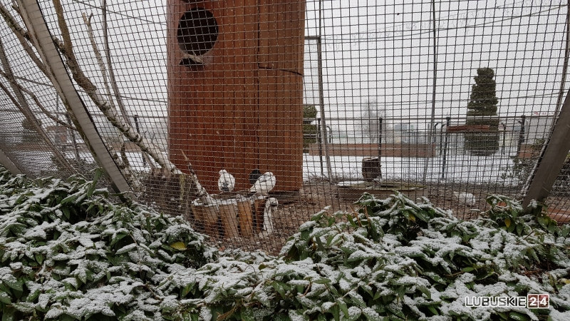 16/17 Noworoczne opady śniegu w Gorzowie