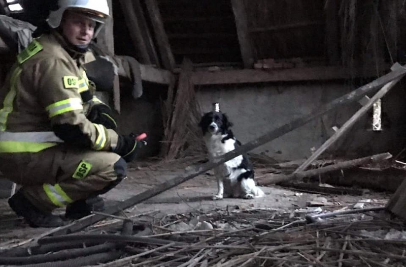 3/6 Akcja ratunkowa psa w Racławiu