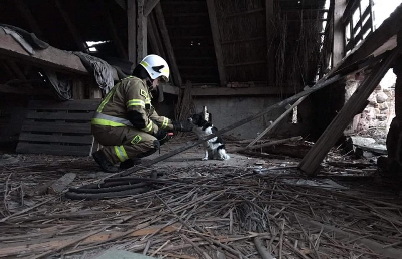 4/6 Akcja ratunkowa psa w Racławiu